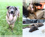 FALCON - Male German Shepherd Dog-Unknown Mix Dog for Adoption - Small photo