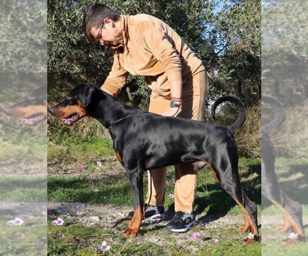 Medium Photo #25 Doberman Pinscher Puppy For Sale in FORT LAUDERDALE, FL, USA