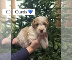 Puppy Curtis Goldendoodle (Miniature)