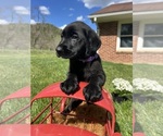 Small #1 Labrador Retriever