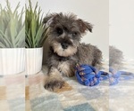 Small #1 Schnauzer (Miniature)