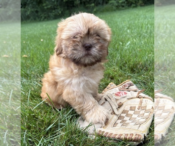 Medium Photo #4 Shih Tzu Puppy For Sale in MIDDLEBURY, IN, USA