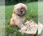 Small #3 Shih Tzu