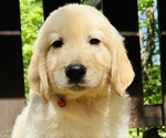 Small Photo #37 Golden Retriever Puppy For Sale in AMITY, AR, USA