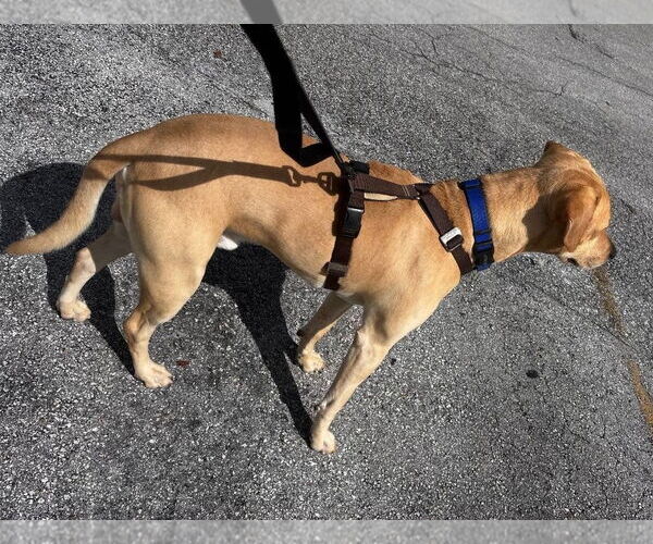 Medium Photo #2 Mutt Puppy For Sale in Oakland Park, FL, USA