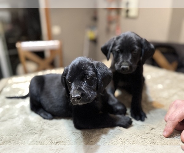 Medium Photo #8 Labrador Retriever Puppy For Sale in BEECHER CITY, IL, USA