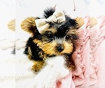 Small #24 Yorkshire Terrier