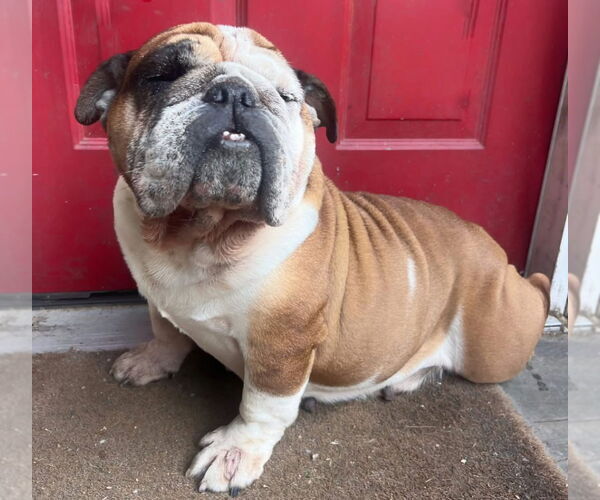 Medium Photo #1 Bulldog Puppy For Sale in Brights Grove, Ontario, Canada