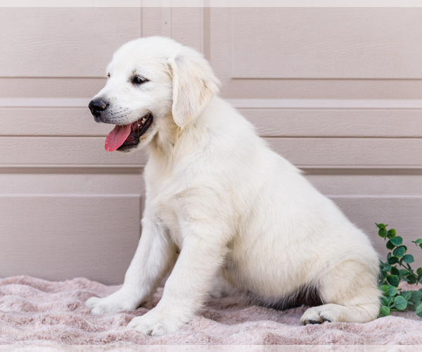 Medium Photo #7 English Cream Golden Retriever Puppy For Sale in WAKARUSA, IN, USA