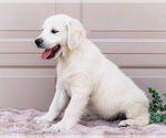 Small #6 English Cream Golden Retriever