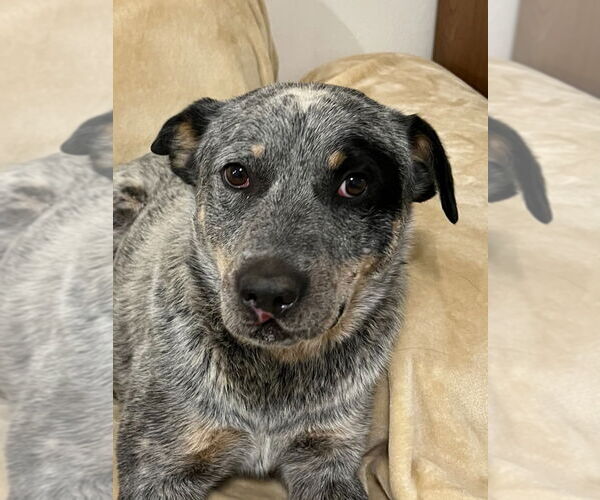 Medium Photo #2 Mutt Puppy For Sale in Salt Lake City, UT, USA