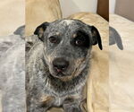 Small #1 Mutt