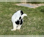Small Photo #20 Aussiedoodle Puppy For Sale in BREMERTON, WA, USA