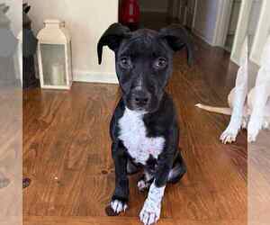 Mutt Dogs for adoption in MECHANICSBURG, PA, USA