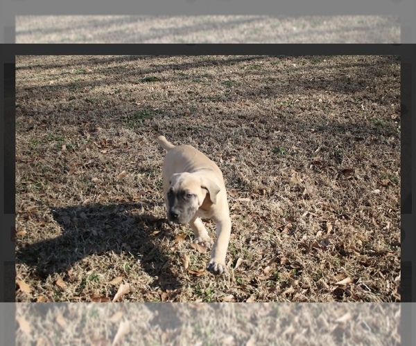 Medium Photo #5 Boerboel Puppy For Sale in NORFOLK, VA, USA