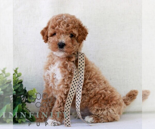Medium Photo #1 Goldendoodle (Miniature) Puppy For Sale in NEWMANSTOWN, PA, USA
