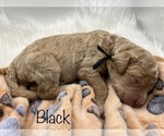 Small Photo #14 Aussiedoodle-Goldendoodle Mix Puppy For Sale in ETOWAH, TN, USA