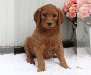 Goldendoodle Puppy for sale in FREDERICKSBURG, OH, USA