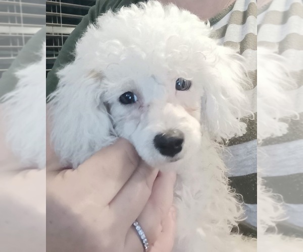 Medium Photo #1 Cock-A-Poo Puppy For Sale in OCALA, FL, USA