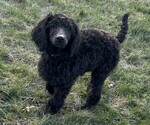 Puppy Purple Poodle (Standard)