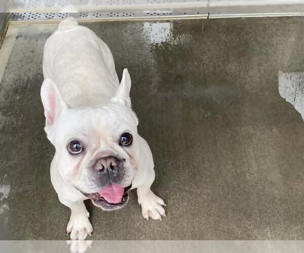 Medium Photo #1 French Bulldog Puppy For Sale in Orange, CA, USA