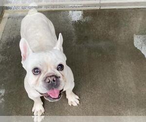 French Bulldog Dogs for adoption in Orange, CA, USA