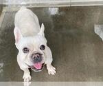Small French Bulldog