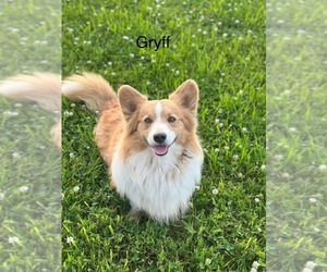 Father of the Pembroke Welsh Corgi puppies born on 04/20/2025