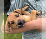 Small #2 Shepradors