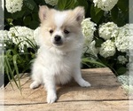 Small #1 Pomeranian