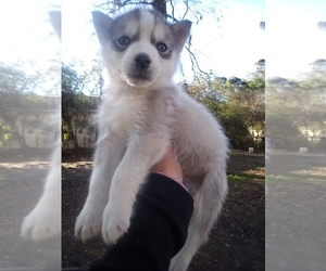 Siberian Husky Puppy for sale in FLORENCE, SC, USA