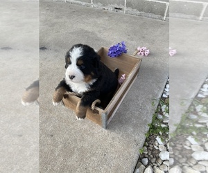 Bernese Mountain Dog Puppy for sale in SHIPSHEWANA, IN, USA
