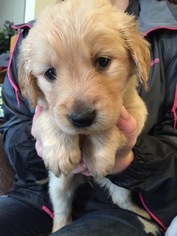 Golden Retriever Puppy for sale in TRINITY, NC, USA
