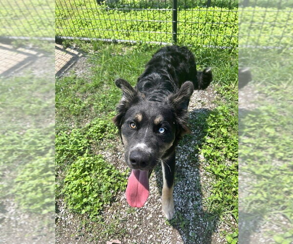Medium Photo #4 Mutt Puppy For Sale in Abbeville, LA, USA