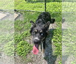 Small #3 Mutt