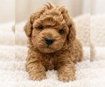Poodles - Female Poodle (Miniature) Puppy for Sale - Photo #11