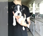Small Photo #3 Boston Terrier Puppy For Sale in MILWAUKEE, WI, USA