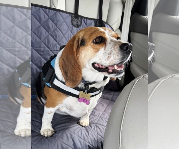 Medium Photo #1 Beagle Puppy For Sale in Tucson, AZ, USA