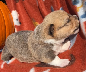 Medium Pembroke Welsh Corgi