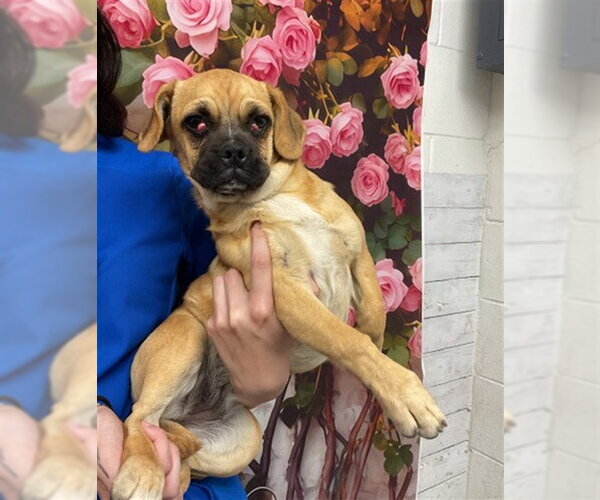 Medium Photo #1 Pug-Unknown Mix Puppy For Sale in San Bernardino, CA, USA