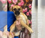 Small Pug Mix