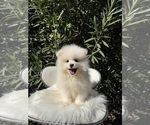 Puppy Mbappe Pomeranian