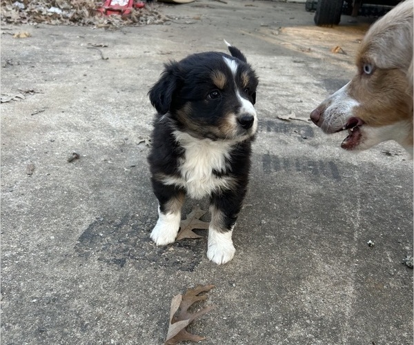 Medium Photo #1 Australian Shepherd Puppy For Sale in MONROE, LA, USA