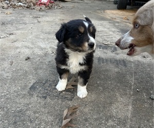 Medium Australian Shepherd