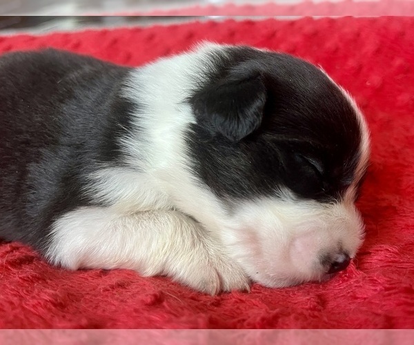 Medium Photo #6 Australian Shepherd Puppy For Sale in LODA, IL, USA
