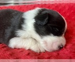 Small #5 Australian Shepherd