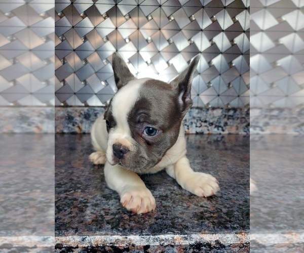 Medium Photo #3 French Bulldog Puppy For Sale in GOSHEN, IN, USA