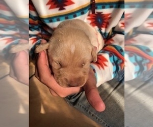 Labrador Retriever Puppy for sale in ARAGON, GA, USA