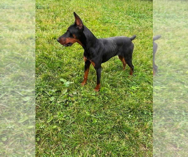 Medium Photo #5 Doberman Pinscher Puppy For Sale in WARSAW, IN, USA
