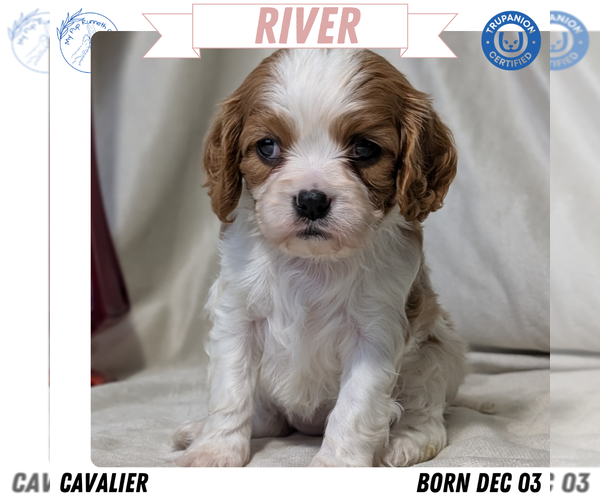 Medium Photo #1 Cavalier King Charles Spaniel Puppy For Sale in GOSHEN, IN, USA